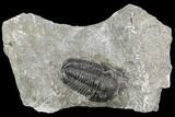Detailed Gerastos Trilobite Fossil - Morocco #126211-1